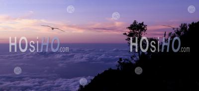 Landscape Above The Clouds Of A Tree Silhouetted At Sunset From Mount Rinjani, Lombok, Indonesia