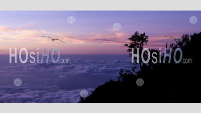 Landscape Above The Clouds Of A Tree Silhouetted At Sunset From Mount Rinjani, Lombok, Indonesia
