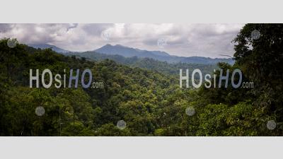 Choco Rainforest, Ecuador. This Area Of Jungle Is The Mashpi Cloud Forest In The Pichincha Province Of Ecuador, South America