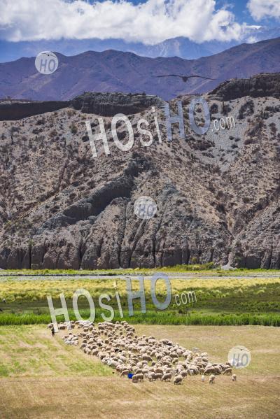 Sheep Farmer In The Cachi Valley, Calchaqui Valleys, Salta Province, North Argentina, South America