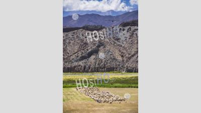 Sheep Farmer In The Cachi Valley, Calchaqui Valleys, Salta Province, North Argentina, South America