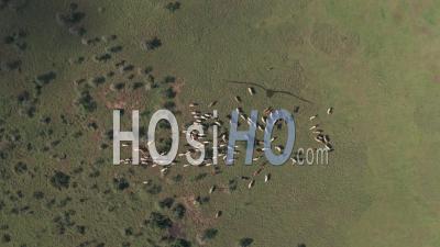Aerial Drone Top Down View Of Cattle In African Savanna Landscape In Laikipia, Kenya