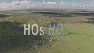 Cattle On A Farm In African Landscape At A Ranch In Laikipia, Kenya. Aerial Drone View