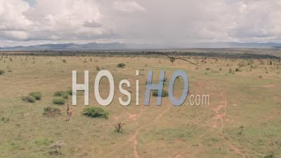 Aerial Drone View Of Giraffe In African Savanna And Plains Landscape In Laikipia, Kenya