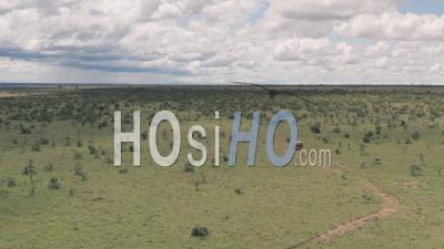 Safari Game Drive In Laikipia, Kenya. Aerial Drone Following 4 Wheel Drive Driving Through African Savanna Landscape.