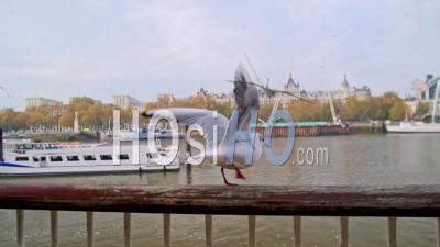 Slow Motion Seagull In Central London During Covid-19 Coronavirus Lockdown Bu The Thames River In England, Europe