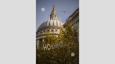 St Pauls Cathedral, A London Tourist Attraction Landmark With Colourful Orange Autumn Trees In The City, Shot In Coronavirus Covid-19 Pandemic Lockdown, England, Uk, Europe