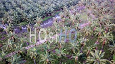 Plantation De Noix De Coco Entourée De Palmiers à Huile - Vidéo Drone