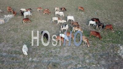 Vaches Au Pâturage De L'herbe. - Vidéo Par Drone