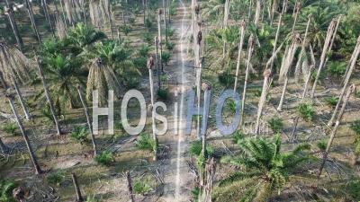 Dead Bare Oil Palm Tree. - Video Drone Footage