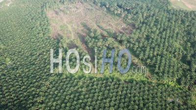 Fly Over The Land Clearing Of Oil Palm Plantation - Video Drone Footage