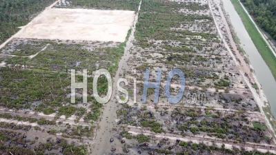 Fly Over Dry Oil Palm Plantation Due To Flooded By Sea Water - Video Drone Footage