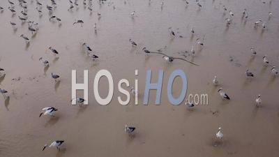 Asian Openbill Are Highly Social And Form Large Group - Video Drone Footage