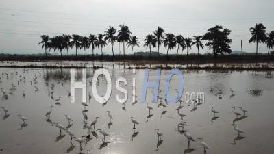 Flock Of Egrets In Water With Background Coconut Tree - Video Drone Footage