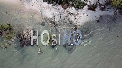 Looking Down Dry Bare Mangrove Trees And White Sand - Video Drone Footage