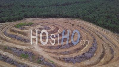 Aerial View Dead Oil Palm Trees At Small Hill - Video Drone Footage