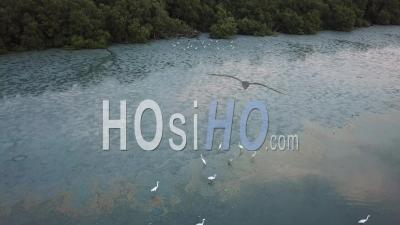 Two Group Of Egrets Live - Video Drone Footage