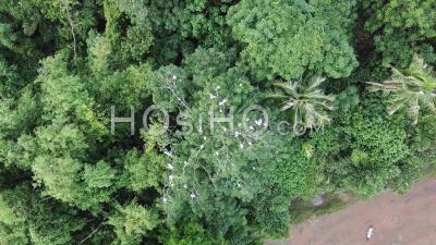 Openbill Asiatique Survolent Le Buisson Vert à Permatang Rawa - Vidéo Filmée Par Drone