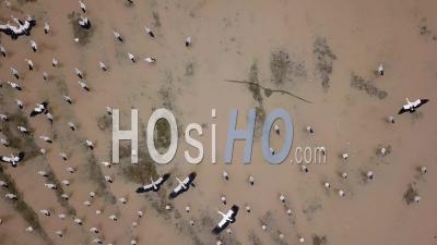Asian Openbill Fly - Vidéo Filmée Par Drone