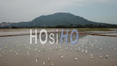 Flock Of Egret Over The Flooded Field At Bukit Mertajam - Video Drone Footage