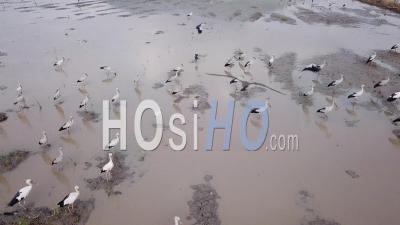 Asian Openbills At Field - Video Drone Footage