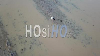 Asian Openbill Stork Bird Fly Away At Malaysia - Video Drone Footage
