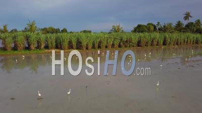 Aerial White Egrets Bird Searching Food In Paddy Field - Video Drone Footage