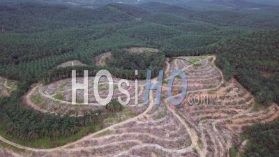 Old Oil Palm Trees Is Cleared For Replant - Video Drone Footage