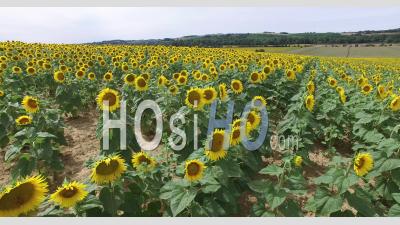 Fields Of Sunflowers In Gers, Midi-Pyrenees, France - Video Drone Footage