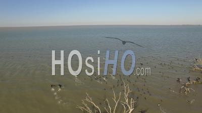 Flight Of Cormorants On A Lake In Camargue, France, Aerial Video Drone Footage