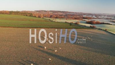 Vue Par Drone Vidéo De Moutons Dans Les Champs D'une Ferme Dans Un Paysage De Terres Agricoles De Campagne Rurale, Avec Des Champs Verts Et Des Arbres D'automne Dans Le Paysage Anglais Dans Les Cotswolds Au Lever Du Soleil, Gloucestershire, Angleterre, Royaume-Uni