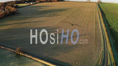 Aerial Drone Video Of Sheep In Fields On A Farm In Rural Countryside Farmland Scenery, With Green Fields And Autumn Trees In English Landscape In The Cotswolds At Sunrise, Gloucestershire, England, United Kingdom