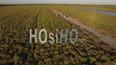 Camargue Horses, Aerial Video Drone Footage, Camargue, France