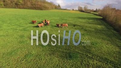 Crash De Drone Filmant Des Vaches - Séquence Vidéo Drone