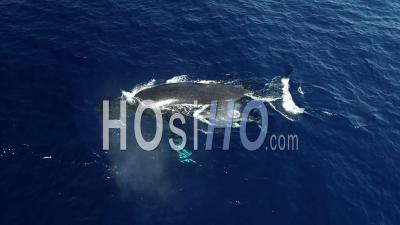 Mère Baleine à Bosse Et Son Baleineau Dans Le Canal Du Mozambique - Vidéo Par Drone