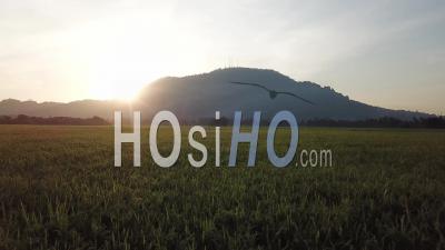 Aerial Sun Flare Of Bukit Mertajam Hill At Yellow Paddy Field - Video Drone Footage