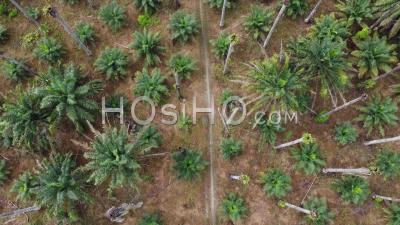 Aerial Look Down Rural Path In Dry Oil Palm Tree - Video Drone Footage