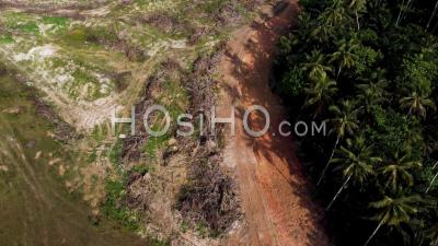 Aerial Look Down Dry Oil Palm Tree Beside Coconut Palm Tree - Video Drone Footage