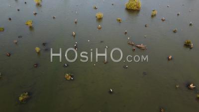 Habitat Of Birds In Swamp Area - Video Drone Footage