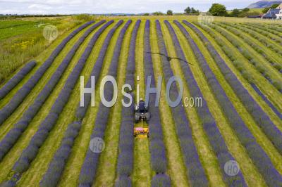 Aerial Images Of Rows Of Lavender Growing At Tarhill Farm Near Kinross. The Farm Is Home To The Scottish Lavender Oil Company, Kinross, Scotland, Uk - Aerial Photography