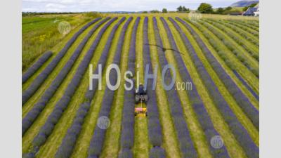 Aerial Images Of Rows Of Lavender Growing At Tarhill Farm Near Kinross. The Farm Is Home To The Scottish Lavender Oil Company, Kinross, Scotland, Uk - Aerial Photography