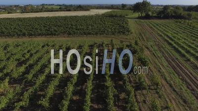 Grape Harvest At A Vineyard In Anjou, France – Aerial Video Drone Footage 
