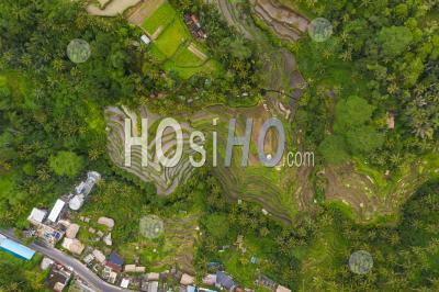 Top Down Overhead Aerial View Of Farm Paddy Rice Plantations Near Small Rural Village In Bali, Indonesia Lush Green Irrigated Fields Surrounded By Rainforest - Aerial Photography