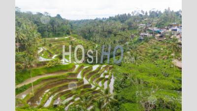 Aerial View Of Terraced Rice Fields Near A Village In Rainforest In Bali, Indonesia Lush Green Paddy Field Plantations Full Of Water On The Hill In The Jungle - Aerial Photography
