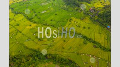 Terraced Rice Fields With Small Rural Farms In Bali, Indonesia Top Down Overhead Aerial Birds Eye View Of Lush Green Paddy Field Plantations On The Hill - Aerial Photography
