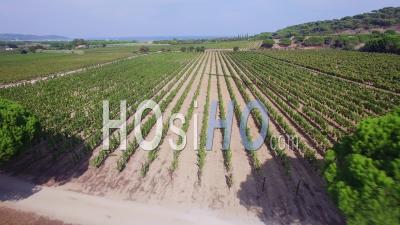 France, Var, Aerial View Of Vineyard At Ramatuelle - Video Drone Footage