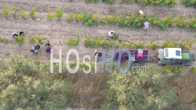 Grape Harvest By Hands At Vineyards In Provence, Nearby The Mediterranean Sea Coast, Var - Video Drone Footage