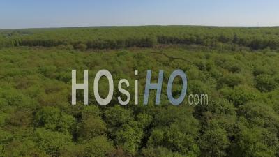 Deforestation Of A Forest Land - Video Drone Footage