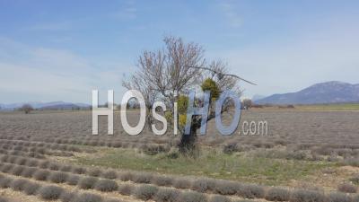 Almond Tree In Lavender Field Plowed In Spring On Plateau De Valensole, - Video Drone Footage