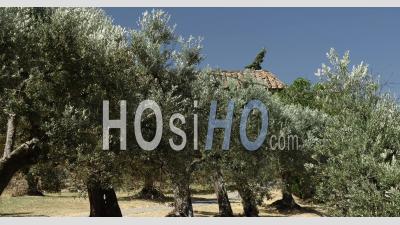 Mediterranean Olive Trees On Summer - An Old Plantation Of Olive Trees In The Medieval Village In Tuscany